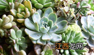 肉肉大棚种植方法图解 肉肉大棚种植方法