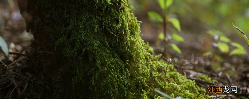 植物的根有什么作用三年级 植物的根有什么作用?