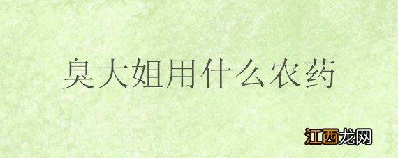 臭大姐用什么农药 臭大姐用什么农药杀死