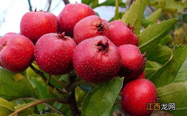 山楂不能同哪些食物一起吃?山楂的饮食禁忌有哪些?