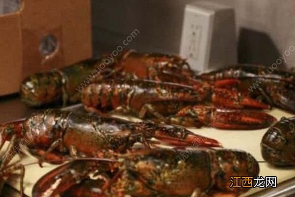 大龙虾怎么洗干净？清洗大龙虾的技巧有哪些？