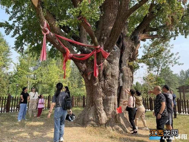 千年古银杏 挂果迎客来