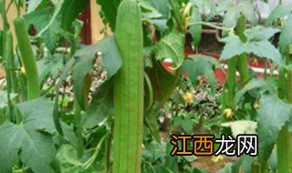 阳台丝瓜的种植方法 阳台丝瓜的种植方法和管理