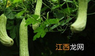 大棚苦瓜种植方法 大棚苦瓜种植方法与时间