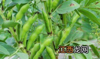 川豆种植时间和方法 蚕豆什么时候播种