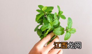 薄荷种植时间和方法 薄荷种植时间和方法温度