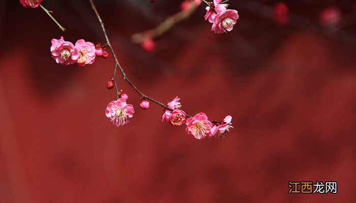 梅花哪个季节开花 梅花哪个季节开