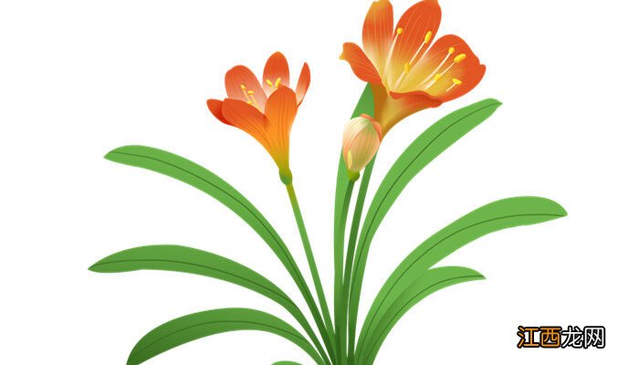 君子兰的养殖技术视频 君子兰的养殖技术