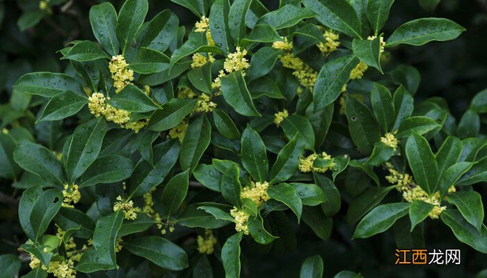 中秋节赏花是什么花啊 中秋节赏花是什么花