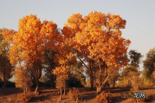 新疆一低调小县，景色不输喀什却少有人知，还有超300万亩胡杨林