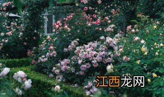 月季大棚春季种植方法和技术 月季大棚春季种植方法