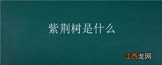 紫荆树是什么 紫荆树是什么颜色