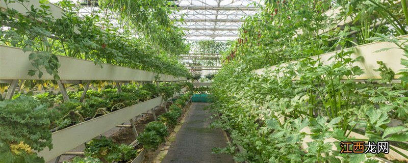 芹菜种子几天发芽出土 芹菜种子几天发芽