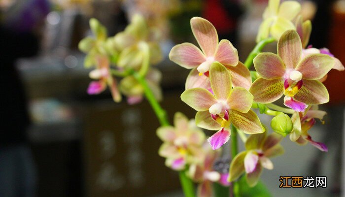 新手养兰花的正确方法 养兰花的技巧与方法