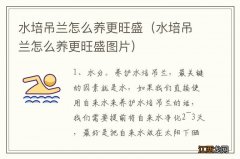 水培吊兰怎么养更旺盛图片 水培吊兰怎么养更旺盛