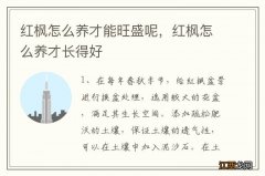 红枫怎么养才能旺盛呢，红枫怎么养才长得好