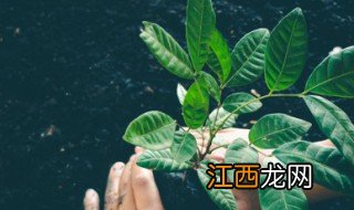 幸福树怎么养才长得好 幸福树怎么养才长得好客厅适合放幸福树吗?