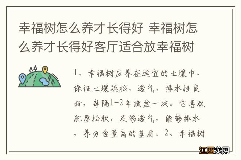幸福树怎么养才长得好 幸福树怎么养才长得好客厅适合放幸福树吗?