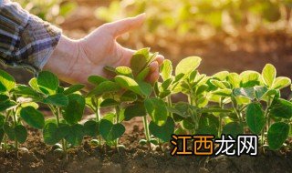 人工种子怎么制备 人工种子种植和保存方法