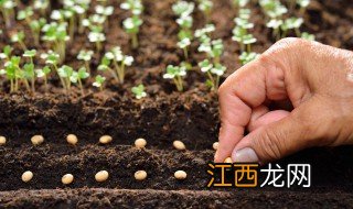 反水大棚种植方法图解 反水大棚种植方法