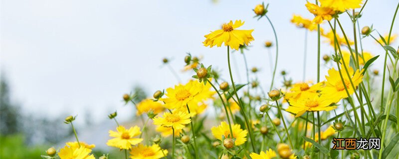 野菊花的特点与形状 野菊花的特点