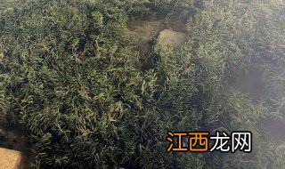 麦黄草人工种植方法 麦黄草种植技术