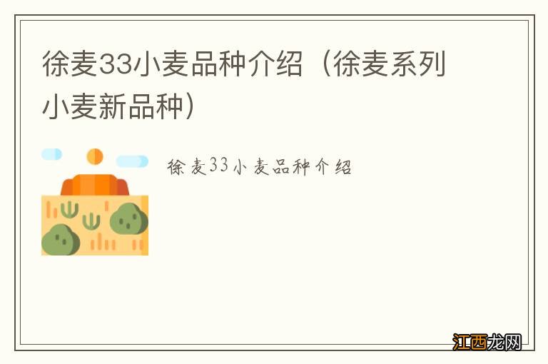 徐麦系列小麦新品种 徐麦33小麦品种介绍