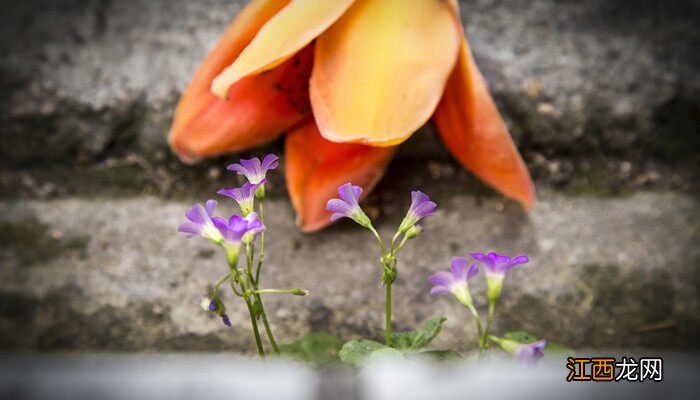 木棉生长在我国的哪里? 木棉生长在我国的哪里