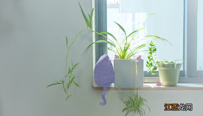 剪下来的小吊兰怎么种 吊兰怎样剪枝移栽