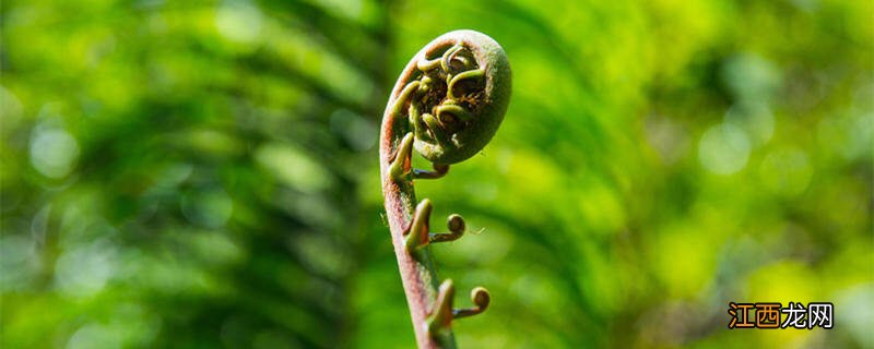 蕨类植物的养殖方法和注意事项