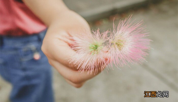 合欢树特点 阳光反应 合欢树特点