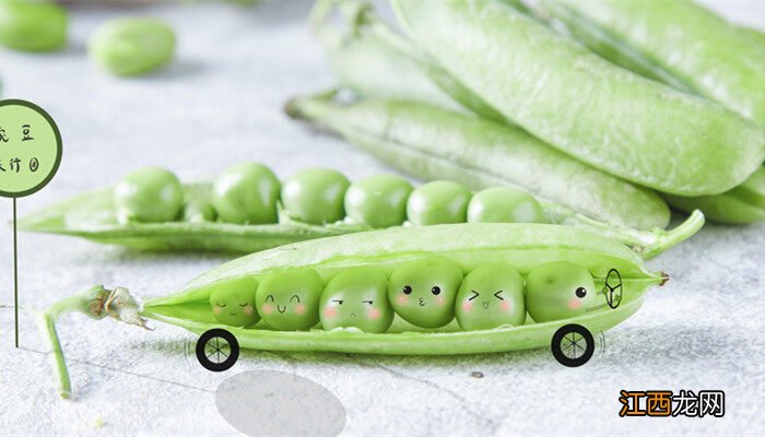 豌豆几月份播种最好 豌豆怎么种才容易出苗