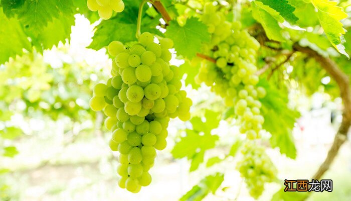 阳光玫瑰青提是晴王吗? 阳光玫瑰青提是晴王吗