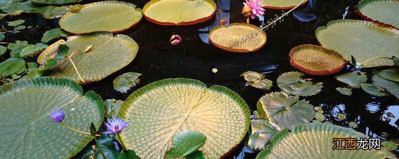 王莲原产于哪个国家的 王莲原产于哪个国家