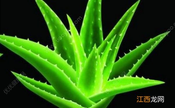 芦荟祛痘的方法有哪些?芦荟搭配什么更有效祛痘?