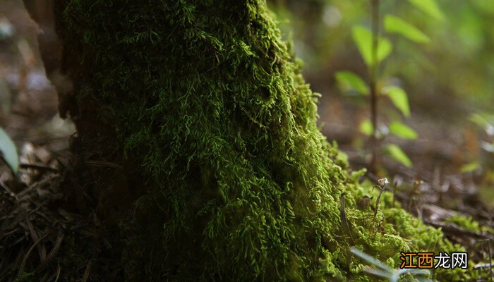 青苔的养殖方法和注意事项视频 青苔的养殖方法和注意事项