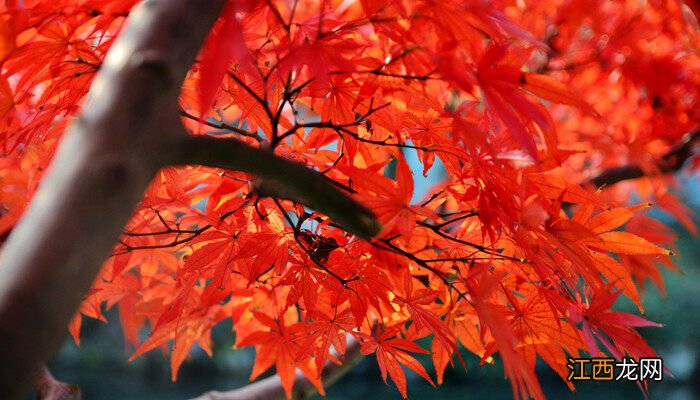 枫树盆景的养殖方法和注意事项