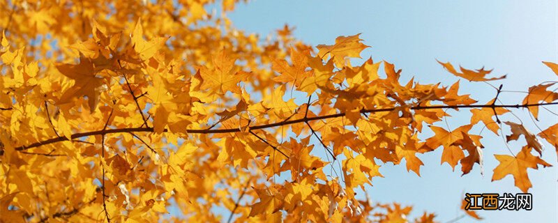 枫树盆景的养殖方法和注意事项