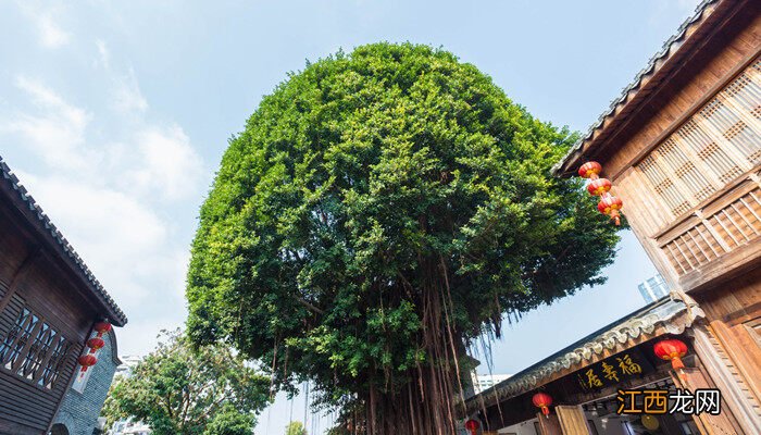 家里不能种什么树和花 家里不能种什么树