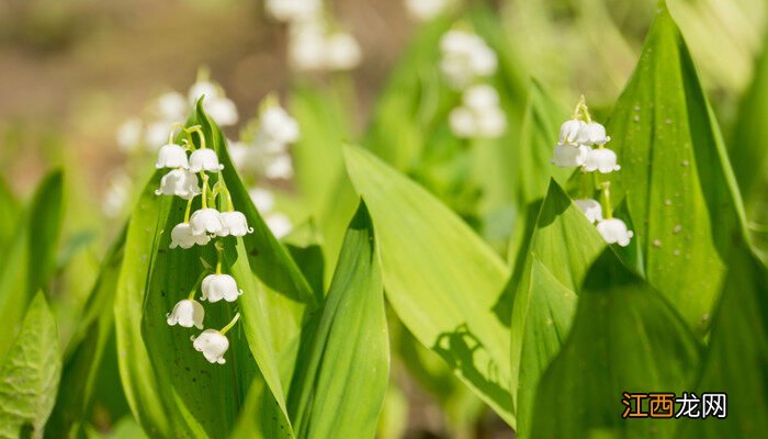 绿植花肥一般用什么肥料 花肥一般用什么肥料