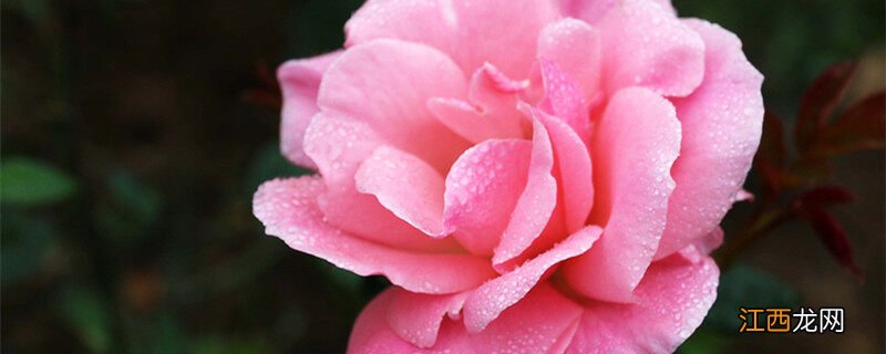 粉色月季品种大全 粉色月季品种