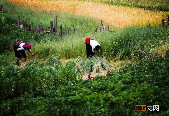 被孤独星球评为亚洲最佳旅行地Top1，比新疆绚丽，比西藏神圣