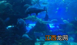 国庆湖南打卡景点有哪些 湖南一日游玩最佳地方