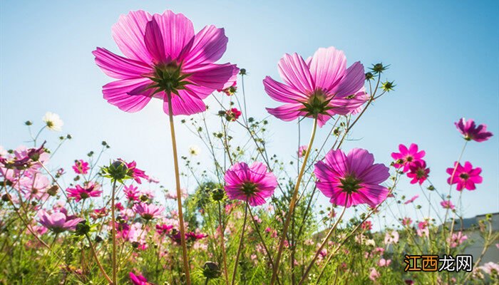 格桑花怎么种植 格桑花种子怎么种植