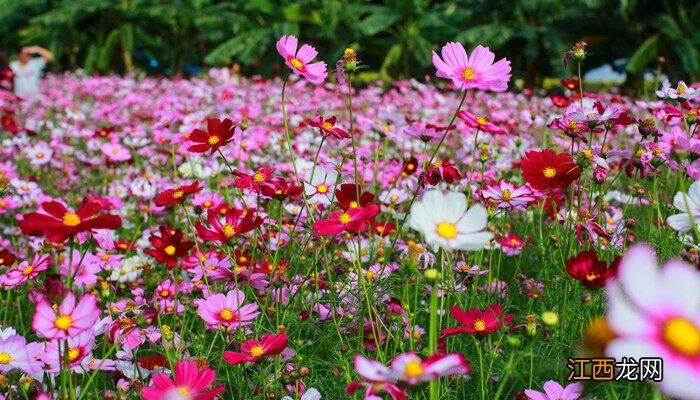 格桑花怎么种植 格桑花种子怎么种植