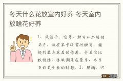 冬天什么花放室内好养 冬天室内放啥花好养