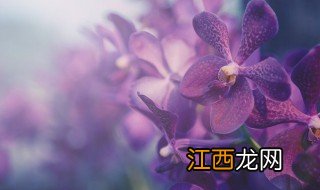 冬季养兰花的具体方法 冬天在室内怎么养兰花好