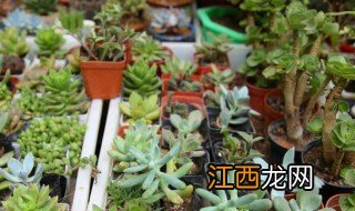 冬天在室内怎么养植物好，冬天在室内怎么养植物好活