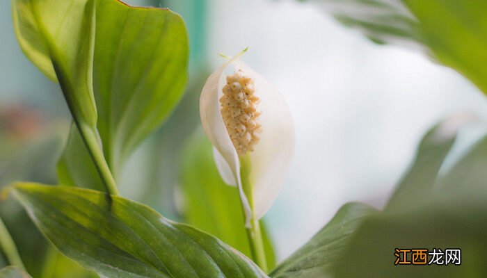 适合卧室养的植物 7种适合卧室养的植物