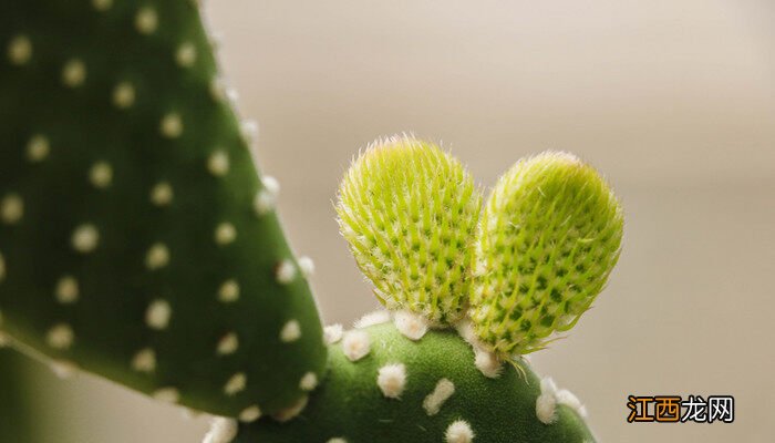 适合卧室养的植物 7种适合卧室养的植物